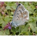 Chalkhill Blue Lysandra coridon 15 eggs